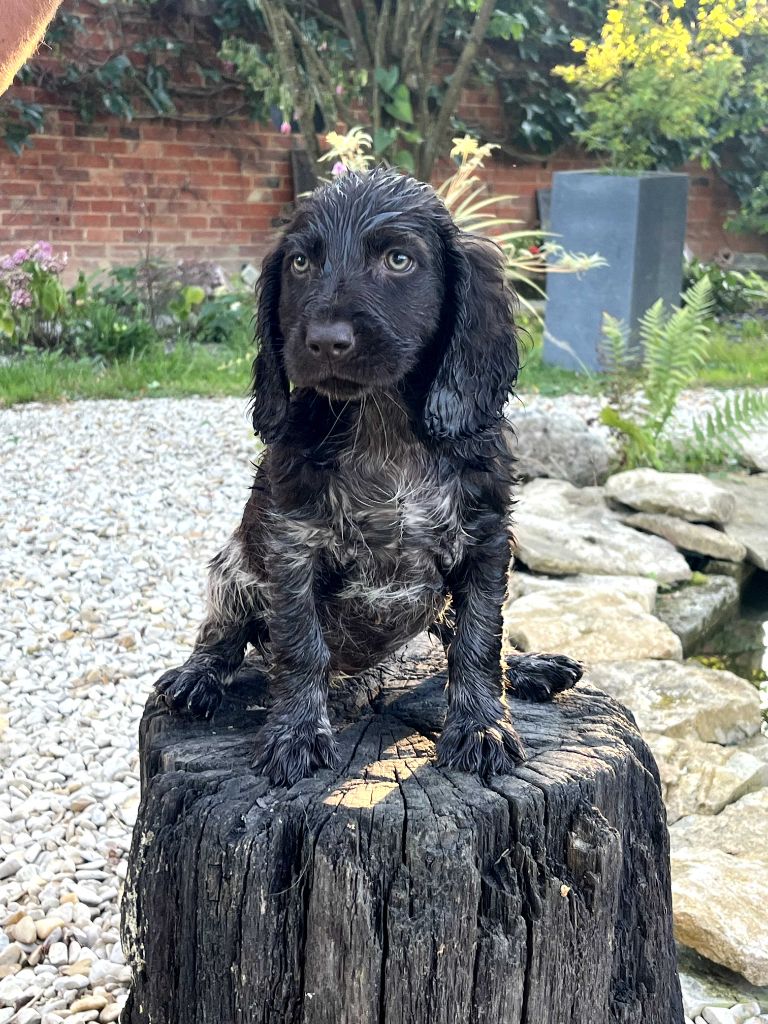 Des Voix De L'argonne - Chiot disponible  - Chien d'Oysel allemand