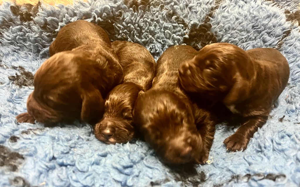 Des Voix De L'argonne - naissance chiots SISKA et DROP