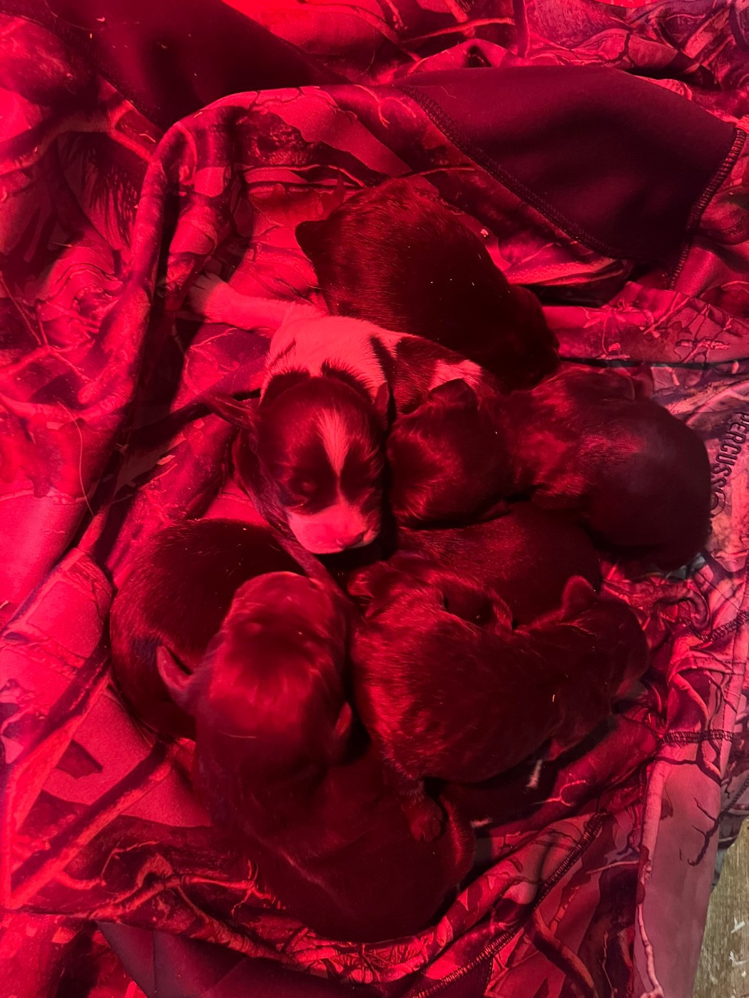 naissance des premiers chiots de Sibelle