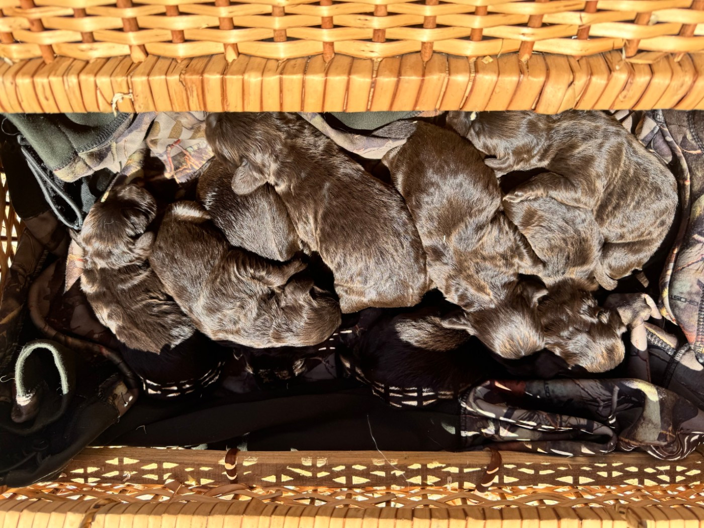 Naissance chiot IWA
