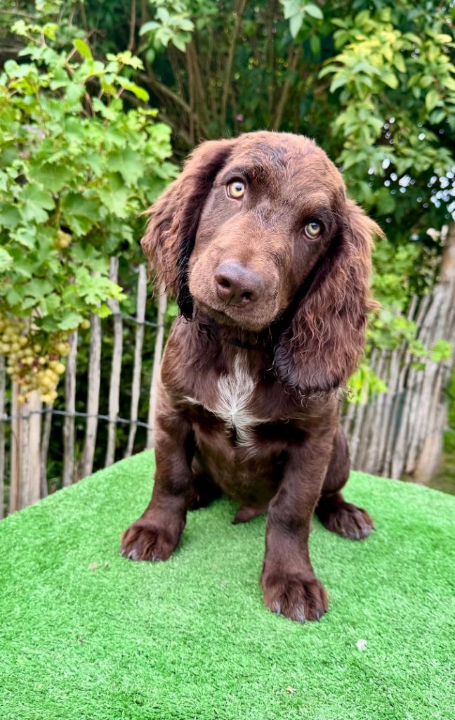 Chiots Mâles disponibles