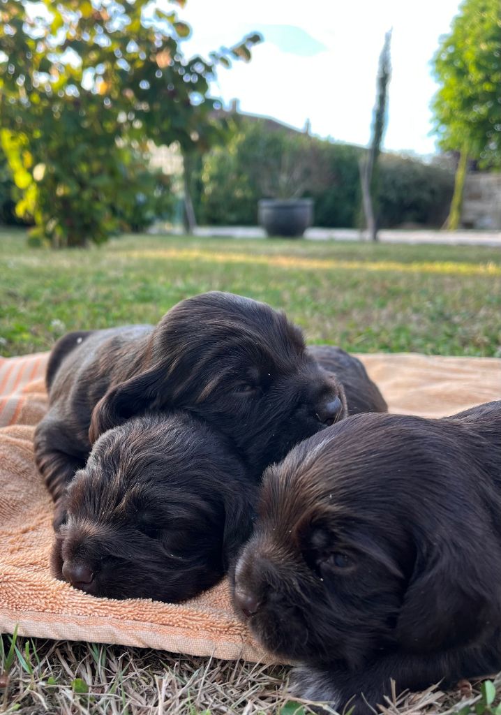 Chiots Mâles disponibles