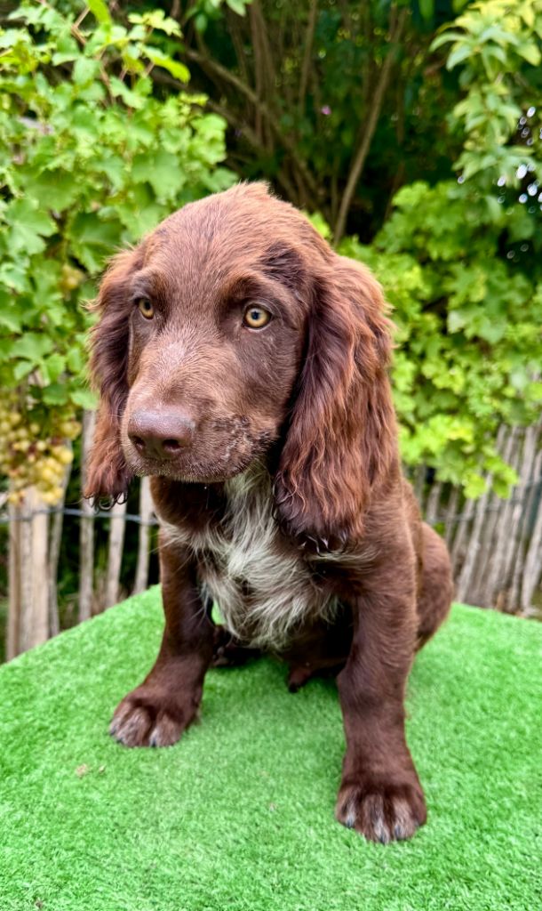Des Voix De L'argonne - Chiots disponibles - Chien d'Oysel allemand