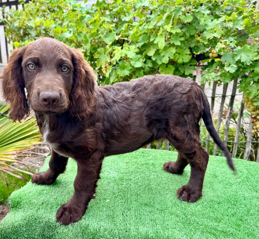 Des Voix De L'argonne - Chiots disponibles - Chien d'Oysel allemand
