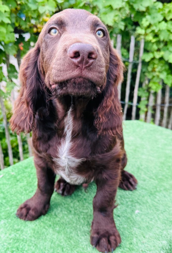 Des Voix De L'argonne - Chiots disponibles - Chien d'Oysel allemand