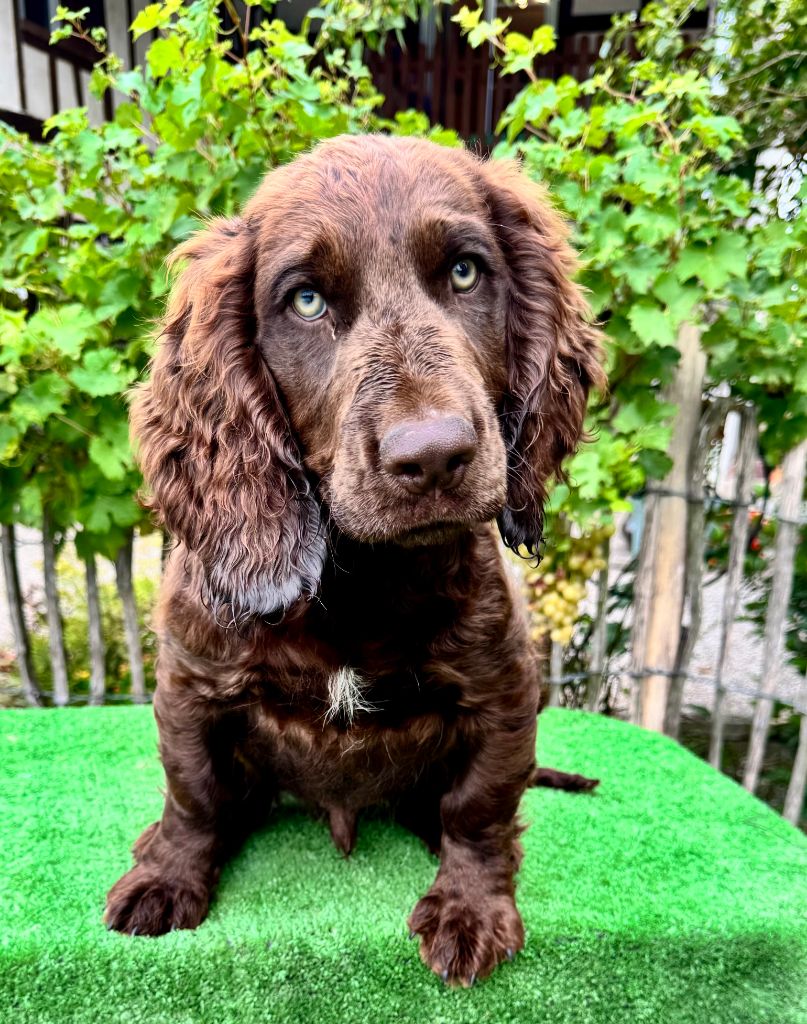 Des Voix De L'argonne - Chiots disponibles - Chien d'Oysel allemand